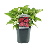 Hortensia / Hydrangea macrophylla Rood - Bloem Rood - 3 Planten - 1 m2 - Bladverliezend - Weinig Onderhoud - Pot 17cm Hoogte 30cm