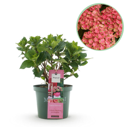 Green boutiQ - Terrasplant - Hortensia - Hydrangea Magical Green Fire - Roze Groen - 6-10 Bloemen - Pot 23cm Hoogte 55cm