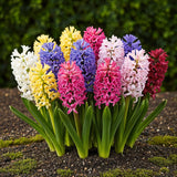 Green boutiQ - Bloembollen - Hyacinth mix - Diversen Kleuren - 10 stuks - Bolmaat 14/15 - XXL Pack