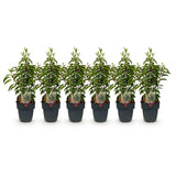 Green boutiQ - Haagplanten - Prunus lusitanica Angustifolia - blad groen - 6 planten - 1 strekkende meter - groenblijvend - pot 17cm hoogte 50cm