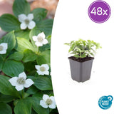 48x Cornus canadensis - ↕10-25cm - Ø9cm