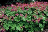 60x Geranium macr. 'Czakor' - ↕10-25cm - Ø9cm
