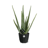 Aloe Vera 12cm in 14cm b.for rock living black