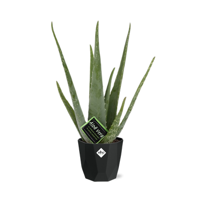 Aloe Vera 12cm in 14cm b.for rock living black