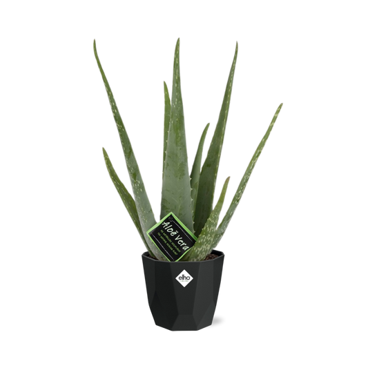 Aloe Vera 12cm in 14cm b.for rock living black