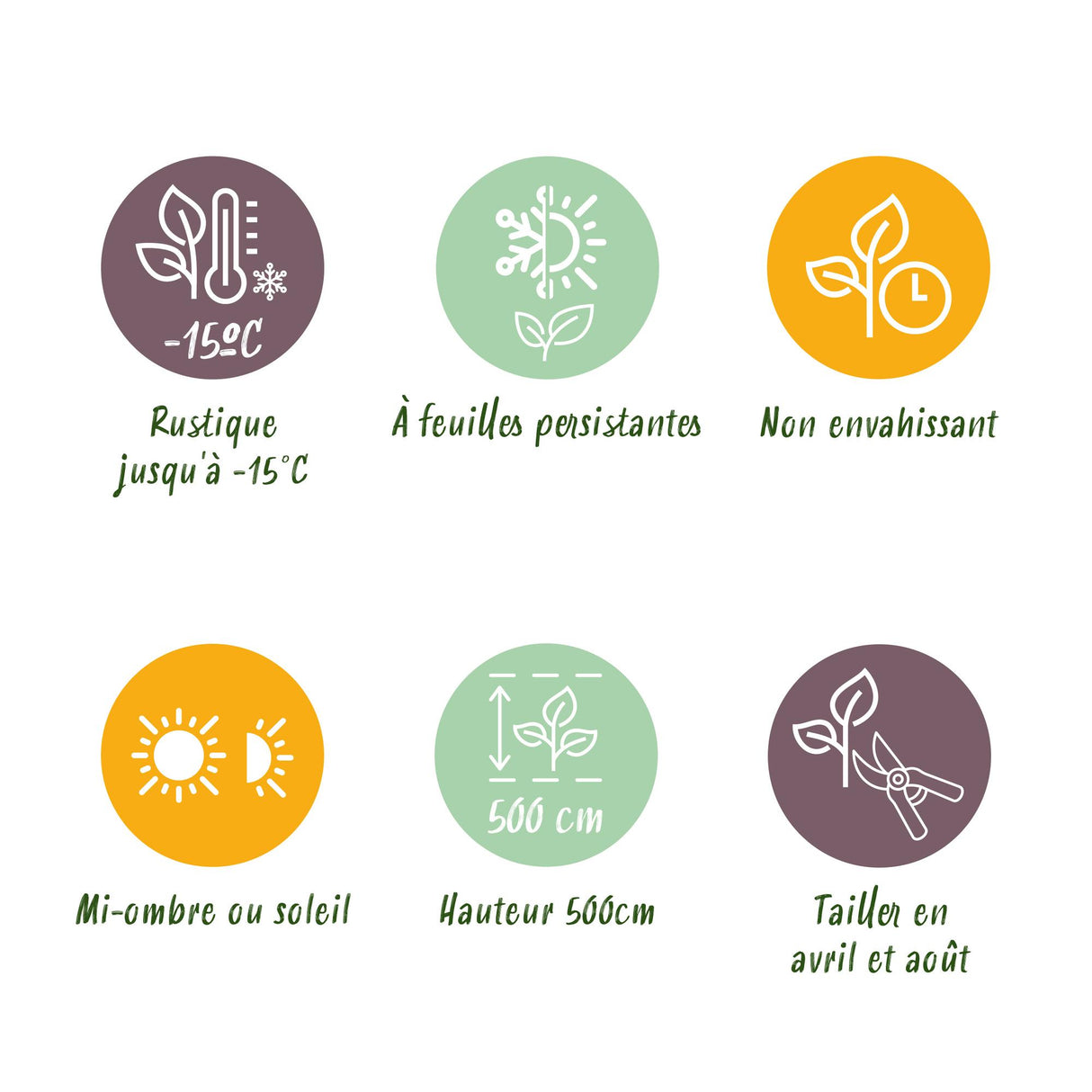 Green boutiQ - Haagplanten - Prunus laurocerasus Novita - blad groen - 8 planten - 1 strekkende meter - groenblijvend - pot 9cm hoogte 30-35cm