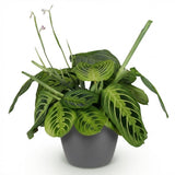 Maranta Fascinator Lemon Lime - Gebedsplant - Huisdiervriendelijke Plant - Groen - 1 Plant - met Potter Grijs - Pot 12cm - Hoogte 25cm