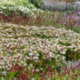 Borderpakket - Schaduw - 8 Vaste planten - 1 m2 - Diversen kleuren - Weinig Onderhoud - Pot 11cm