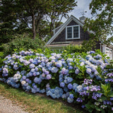 Green boutiQ - Tuinplant - Hydrangea Endles Summer The Orginal Blue - Hortensia - Winterhard - Blauw - 8 Planten - Pot 14cm - Hoogte 20-25cm