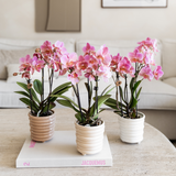 Kolibri Orchids | COMBI DEAL van 4 Phalaenopsis orchideeën - Treviso - potmaat Ø9cm | bloeiende kamerplant - vers van de kweker