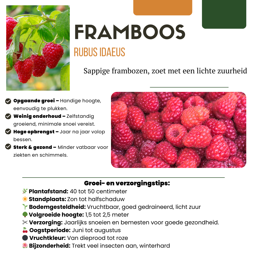 3 x biologische frambozenplanten - ↕20 cm - Ø 13 cm