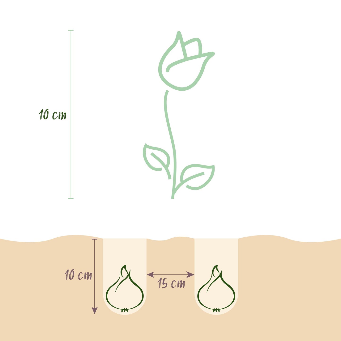 Green boutiQ - Bloembollen - Tulp Little Beauty - Kleur Donker Roze - 25 stuks - Bolmaat 6/7 - XXL Pack