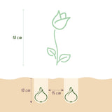 Green boutiQ - Blumenzwiebeln - Tulpe Little Beauty - Farbe Dunkelrosa - 25 Stück - Zwiebelgröße 6/7 - XXL Pack