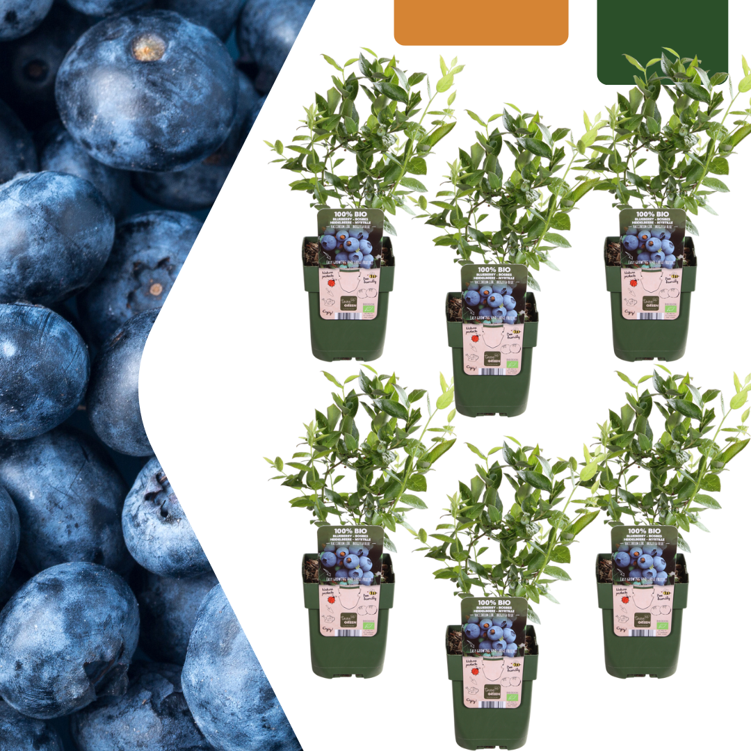 6 x Bosbessenplanten BIO - ↕20 cm - Ø 13 cm