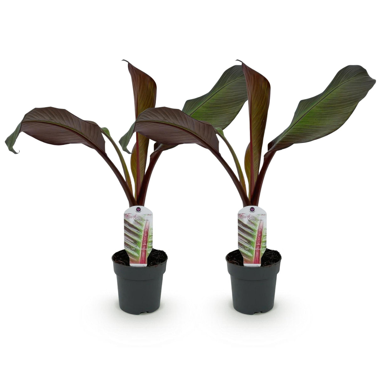 Green boutiQ - Obstpflanze - Bananenpflanze - Ensete ventricosum Maurelli - Winterhart - 2 Pflanzen - Topf 12cm Höhe 30cm