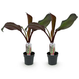 Green boutiQ - Obstpflanze - Bananenpflanze - Ensete ventricosum Maurelli - Winterhart - 2 Pflanzen - Topf 12cm Höhe 30cm