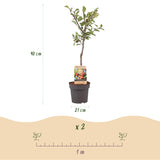 Pruimen boom - Prunus domestica Victoria - Rode Pruim - Pot 21cm Hoogte 90cm