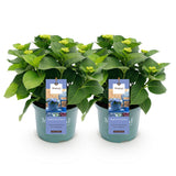 Green boutiQ - Terrasplant - Hortensia - Hydrangea Magical Revolution Blue - Blauw - 6-10 Bloemen - 2 Planten - Pot 23cm Hoogte 55cm