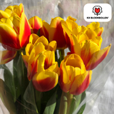 Tulpenbollen Jan Seignette – 20 Stuks | KH Bloembollen® | Rood-Geel Gestreepte Tulp – Klassiek & Opvallend – Voor Tuin of Pot – Maat 11/12 – Vers van de Teler