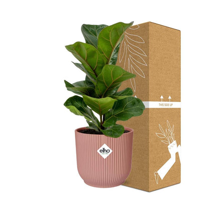 Ficus Lyrata ‘Bambino’ in ELHO Vibes Fold 14cm roze