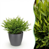Bamusa Pogonatherum Monica - Bamboegras - Huisdiervriendelijke Plant - Groen - 1 Plant - met Potter Grijs - Pot 12cm - Hoogte 20cm