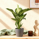 Diefenbachia Tropic Snow - Dieffenbachia - Weinig onderhoud - Groen - 1 Plant - met Potter Grijs - Pot 21cm - Hoogte 90-100cm