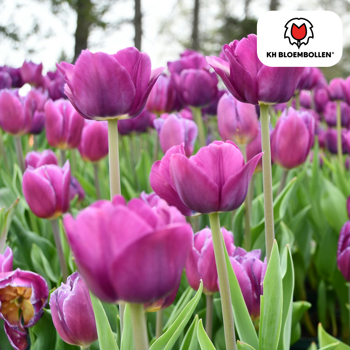 Bulbes de tulipes Purple Prince – 20 pièces | KH Bloembollen® | Tulipe violet pourpre – Puissante & Royale – Pour jardin ou pot – Taille 11/12 – Frais du producteur