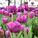 Bulbes de tulipes Purple Prince – 20 pièces | KH Bloembollen® | Tulipe violet pourpre – Puissante & Royale – Pour jardin ou pot – Taille 11/12 – Frais du producteur