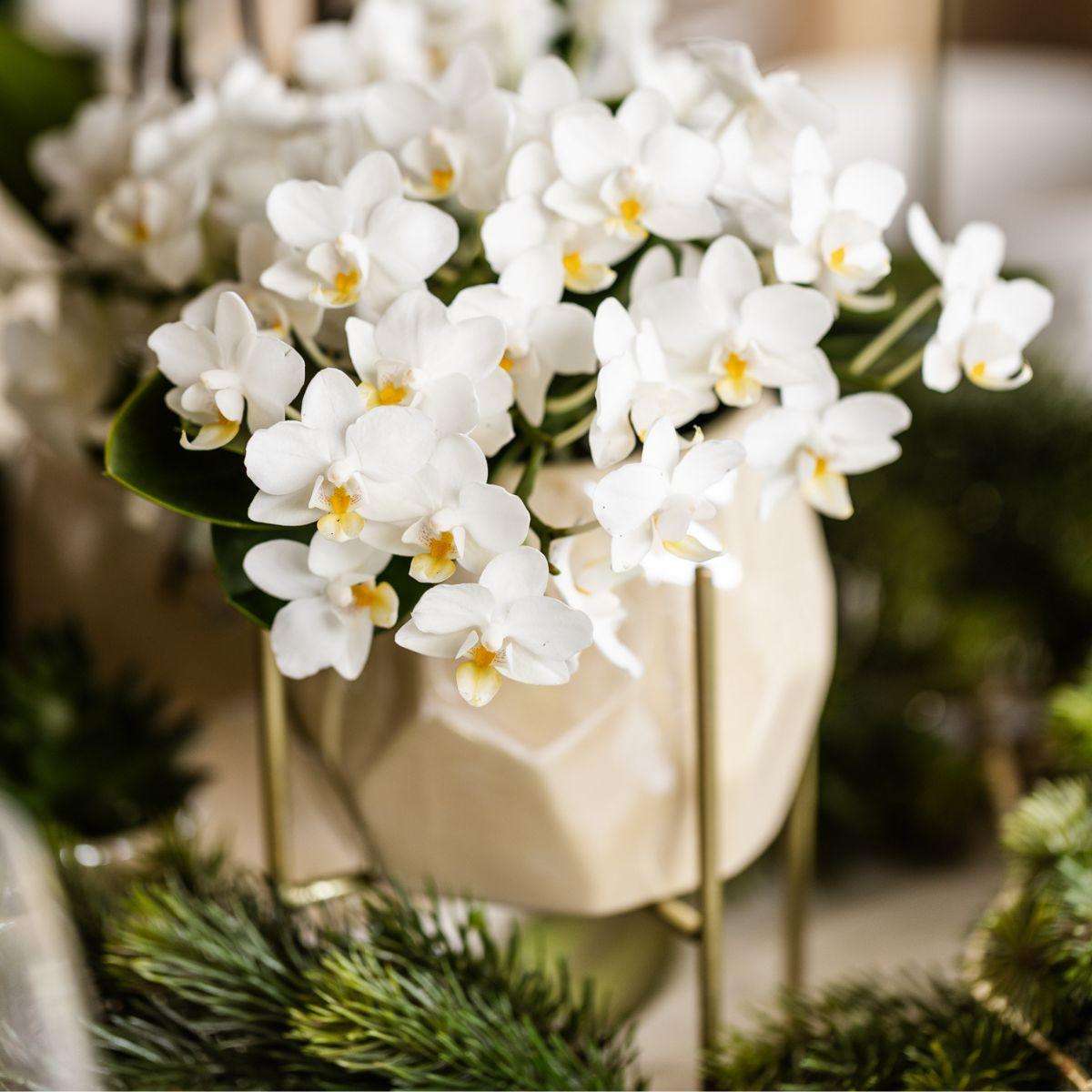 Kolibri Orchids | Witte orchidee 'Nazaré' + Pearl sierpot Travertine - potmaat Ø9cm | bloeiende kamerplant - vers van de kweker