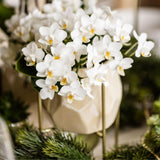 Kolibri Orchids | Witte orchidee 'Nazaré' + Pearl sierpot Travertine - potmaat Ø9cm | bloeiende kamerplant - vers van de kweker