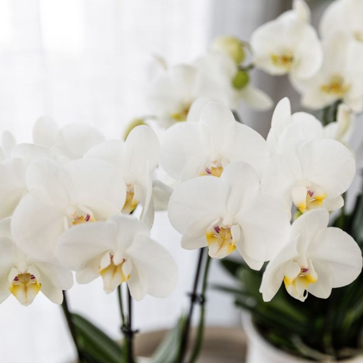 Kolibri Orchids | Witte Phalaenopsis Orchidee - Mineral Amabilis in Glow Travertine Sierpot met Giftbox - Ø9 cm