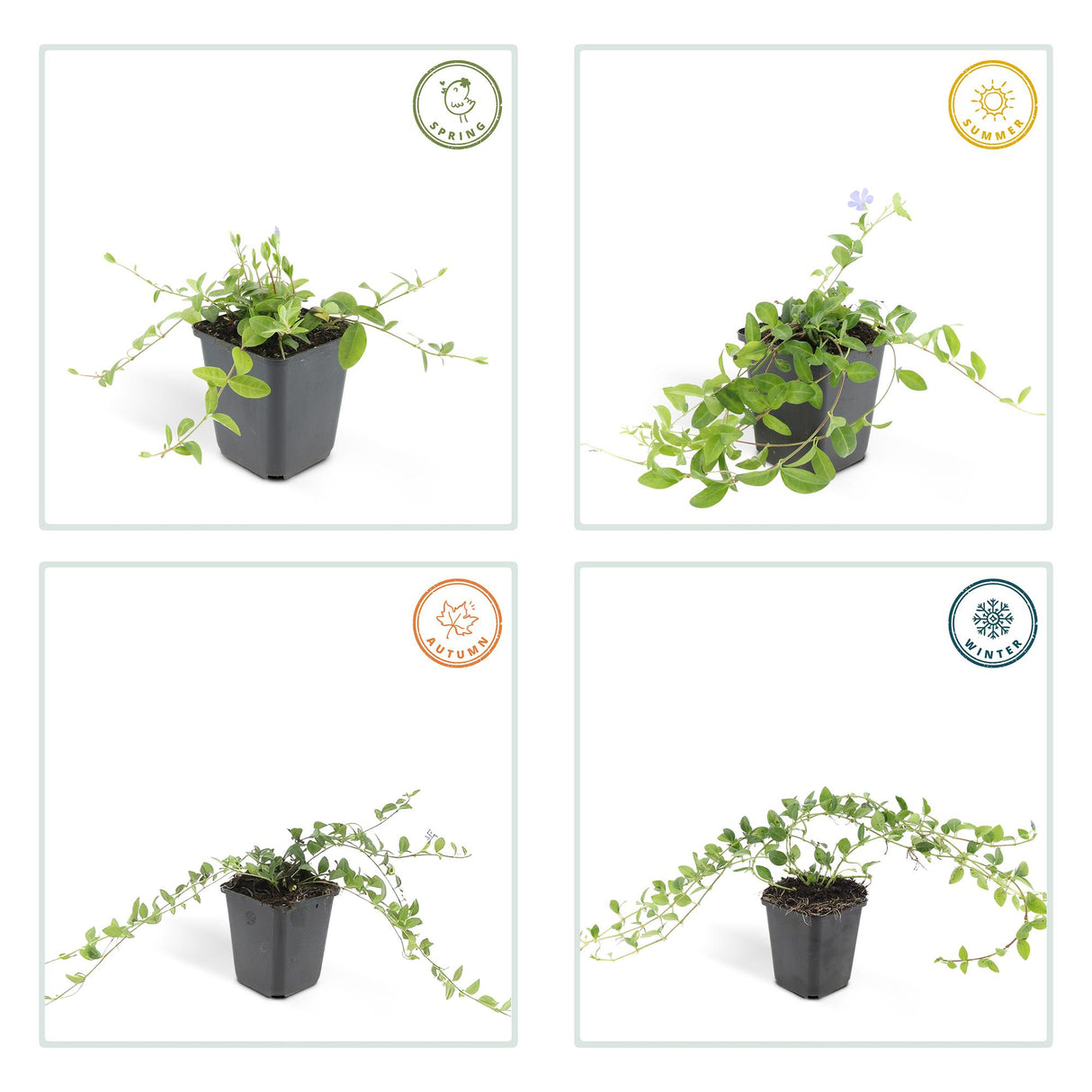 60x Vinca minor 'La Grave' - ↕10-25cm - Ø9cm