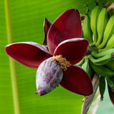 Green boutiQ - Obstpflanze - Bananenpflanze - Musa sikkemensis Red Tiger - Winterhart - 6 Pflanzen - Topf 12cm Höhe 30cm