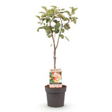 Appelboom - Malus domestica Jonagold - Geel groene Appel - Pot 21cm Hoogte 90cm