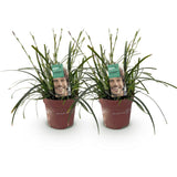 Green boutiQ - Siergrassen - Carex oshimensis Intense Green - Groen - 2 Planten - Bladhoudend - Weinig Onderhoud - Pot 17cm Hoogte 50cm