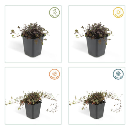 48x Acaena microphylla 'Kupferteppich' - ↕10-25cm - Ø9cm