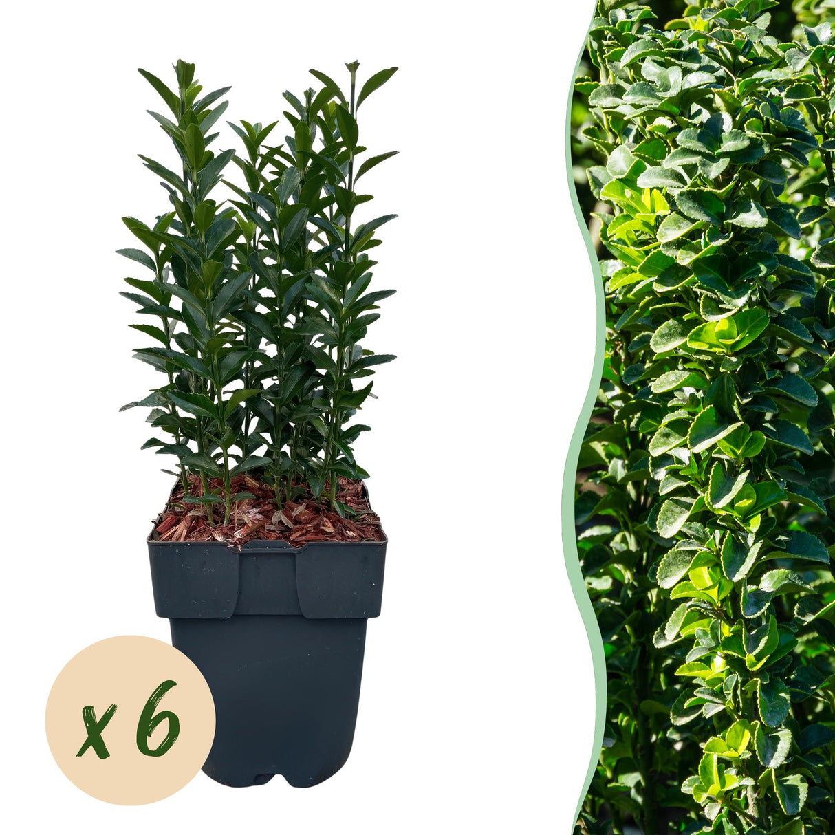 Green boutiQ - Haagplanten - Euonymus japonica Green Spire -  blad groen - 6 planten - 1 strekkende meter - groenblijvend - pot 17cm hoogte 40cm
