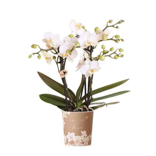 Kolibri Orchids | Witte phalaenopsis orchidee potmaat Ø9cm | Zürich | bloeiende kamerplant - vers van de kweker