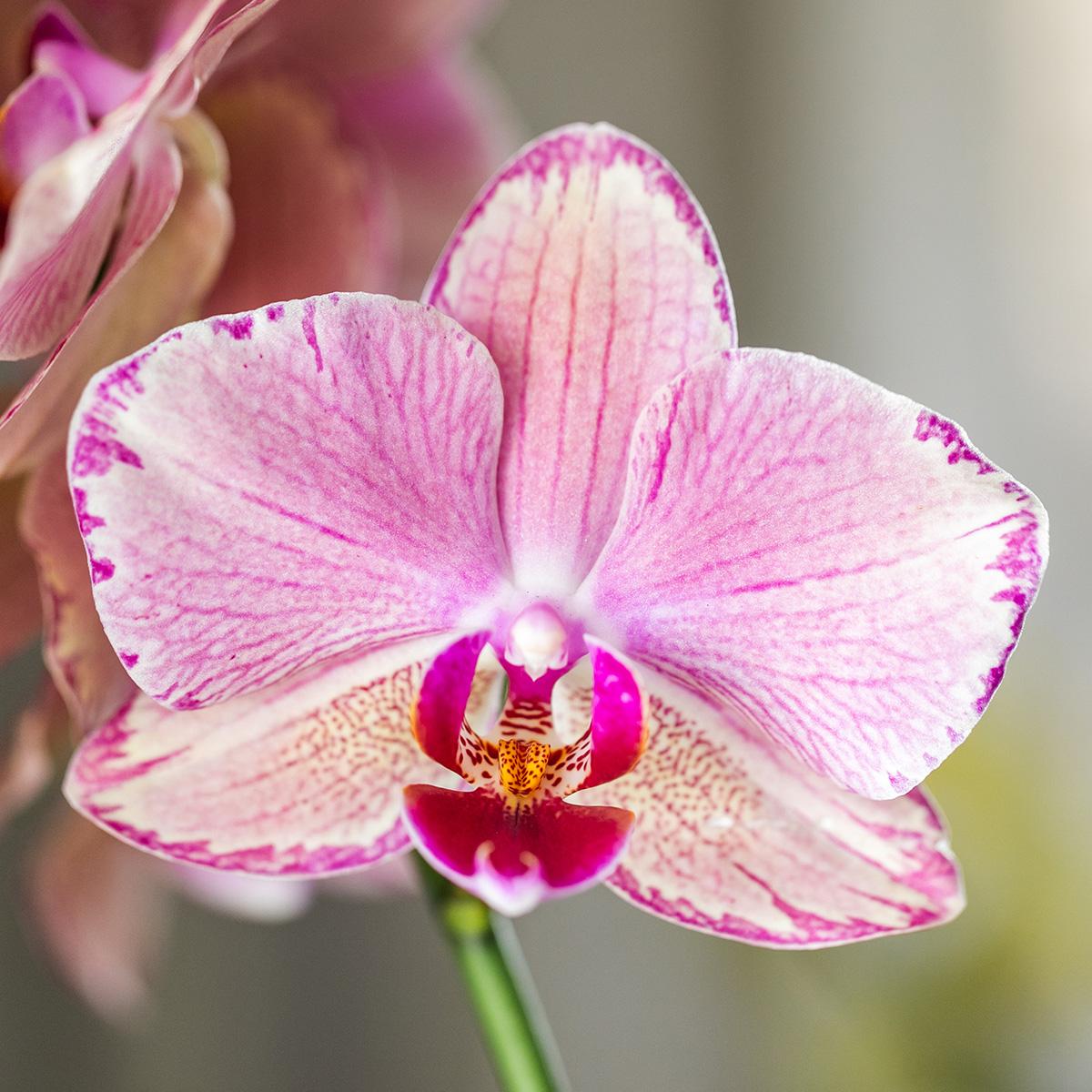 Kolibri Orchids | Oranje roze Phalaenopsis orchidee - Jewel Pirate Picotee - potmaat Ø12cm  bloeiende kamerplant - vers van de kweker