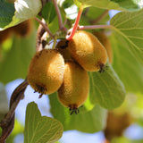 Fruitplant - Actinidia Weiki & Golden Kiwi - Kiwiplant - 1 Mannelijke - 3 Vrouwelijke - Planten - Geel - Pot 15cm - Hoogte 50cm
