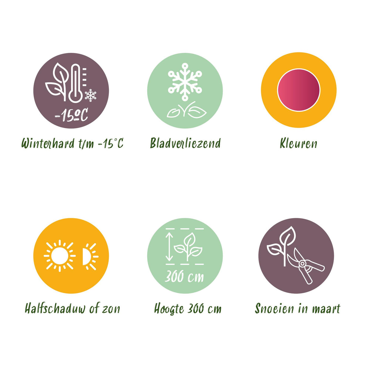 Japanse Esdoorn - Acer palmatum Iyoshi - Roze - x2 -  ↕70cm - Ø19cm