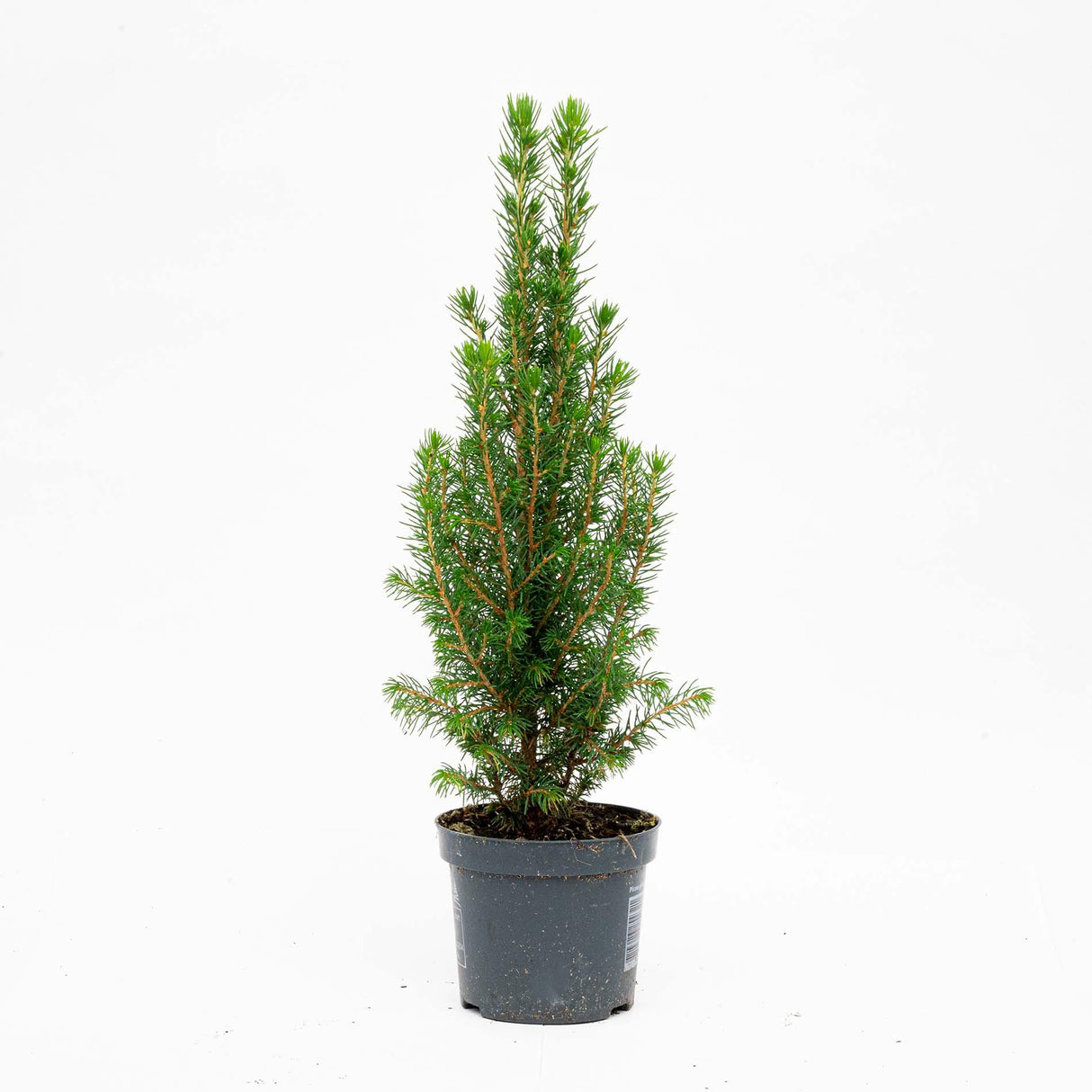 6x Mini-Kerstboom - Chamaecyparis - 25-30 cm