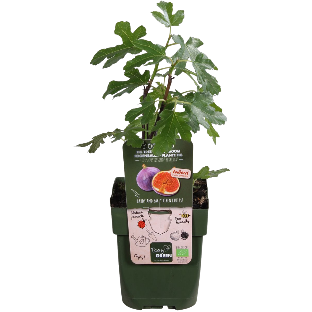 3 x Biologische Vijgenbomen - ↕20 cm - Ø 13 cm