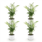 Chamaedorea elegans - Goudpalm - Huisdiervriendelijke Plant - Groen - 4 Planten - met Potter Wit - Pot 12cm - Hoogte 15cm