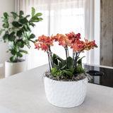 Kolibri Orchids | oranje plantenset in Honey dish incl. waterreservoir | drie oranje orchideeën Bolzano 9cm en drie groene planten | Jungle Bouquet oranje met zelfvoorzienend waterreservoir