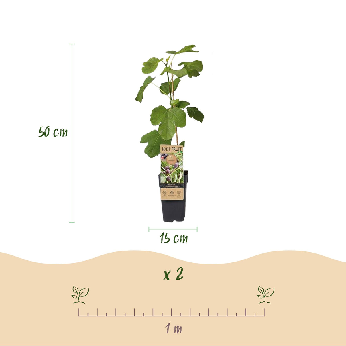 Green boutiQ - Fruitplant - Vijgenboom - Ficus caria Little mis Figgy - Rode Vrucht - 2 planten - Pot 15cm Hoogte 50cm