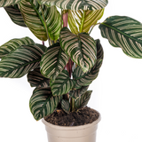 Slaapplant / Calathea ornata – ↕45cm – ⌀17cm