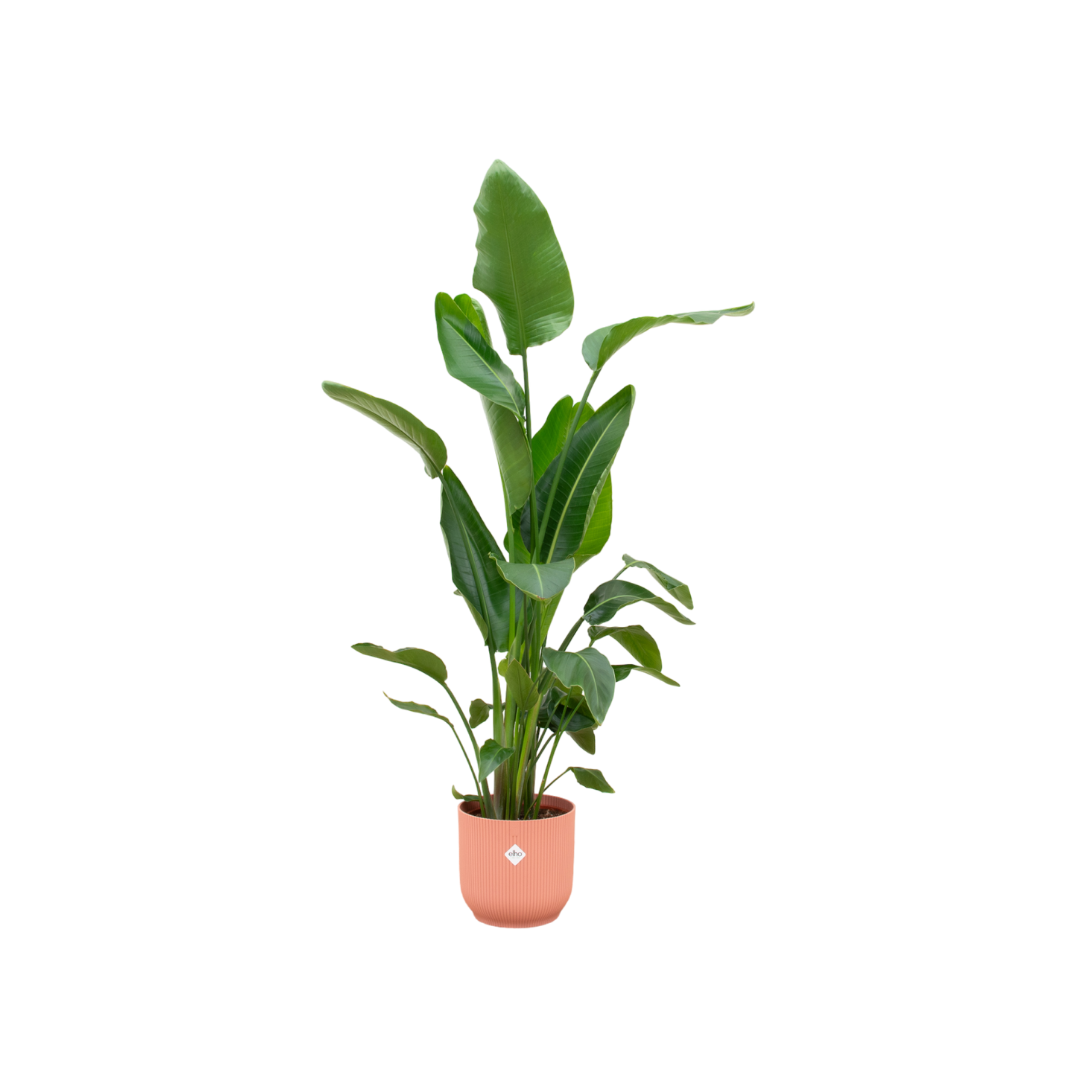 Strelitzia Nicolai + Pot Roze - ↕160cm - Ø30cm
