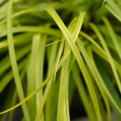 Green boutiQ - Siergrassen -  Carex oshimensis Everillo - Geel - 2 Planten - Bladhoudend - Weinig Onderhoud - Pot 17cm Hoogte 50cm