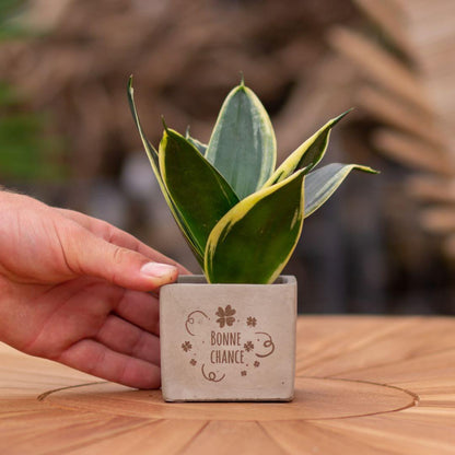 Congreet plantpots + Sansevieria | Bonne chance